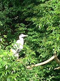 Heron on Bude Canal