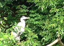 Heron on Bude Canal