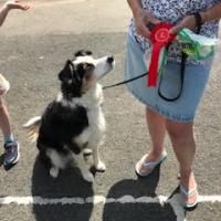 Dog looking up at person