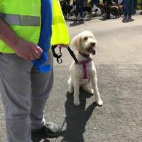 Dog sitting next to person