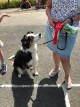 Dog looking up at person