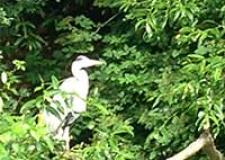 Heron on Bude Canal